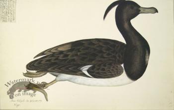 233 Swedish Birds . Anas Fuligula.Tufted Duck, Male